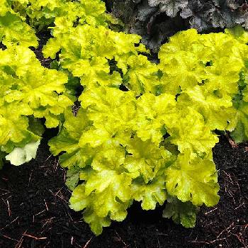 Гейхера Heuchera ‘Lemon Supreme’